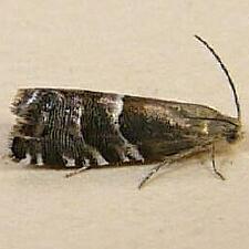 Cydia erotella