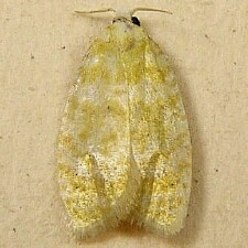 Acleris semipurpurana