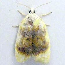 Acleris semipurpurana