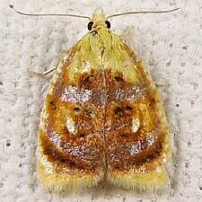 Acleris curvalana