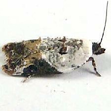 Acleris nivisellana