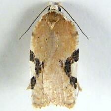 Acleris cervinana