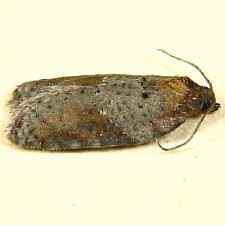 Acleris viburnana