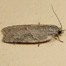 Acleris placidana