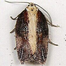 Acleris flavivittana