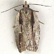 Acleris flavivittana