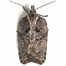 Acleris flavivittana