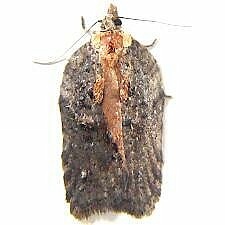 Acleris flavivittana