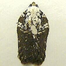 Acleris flavivittana