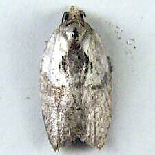 Acleris maculidorsana