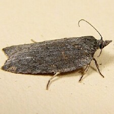 Acleris bowmanana