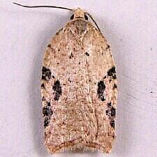 Acleris sp.