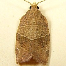 Pandemis lamprosana