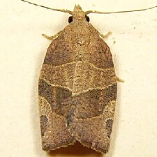 Pandemis limitata