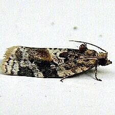 Argyrotaenia velutinana