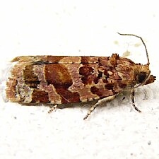 Argyrotaenia floridana