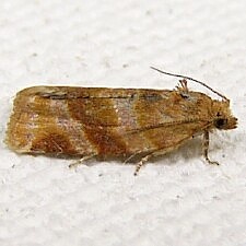 Argyrotaenia pinatubana