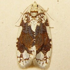 Argyrotaenia alisellana