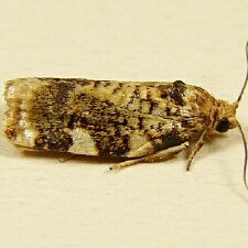 Archips argyrospila