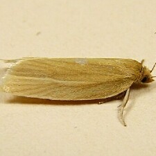 Clepsis clemensiana