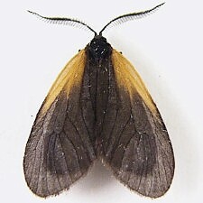 Pyromorpha dimidiata