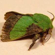 Parasa chloris