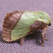 Parasa chloris