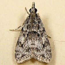 Scoparia basalis