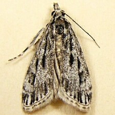 Eudonia strigalis