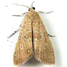 Elophila gyralis