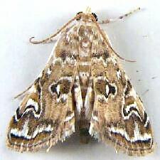 Elophila gyralis