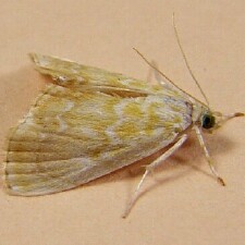 Glaphyria sesquistrialis