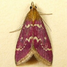 Pyrausta signatalis