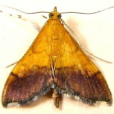 Pyrausta bicoloralis