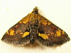 Pyrausta orphisalis