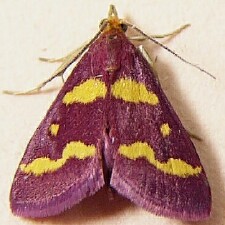 Pyrausta tyralis