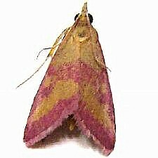 Pyrausta laticlavia