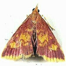 Pyrausta acrionalis