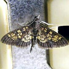 Diacme adipaloides