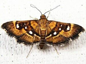 Diathrausta harlequinalis