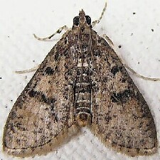 Palpita aenescentalis