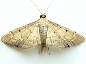 Herpetogramma bipunctalis