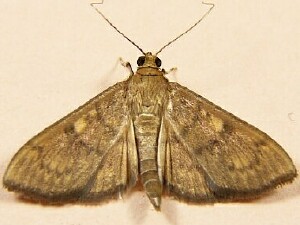 Herpetogramma aeglealis