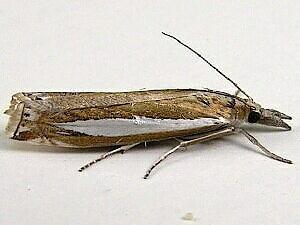 Crambus praefectellus