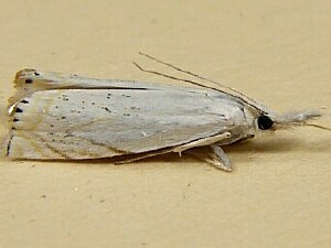 Crambus albellus