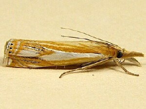 Crambus agitatellus