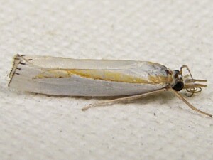 Crambus girardellus