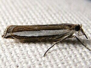 Crambus quinquareatus