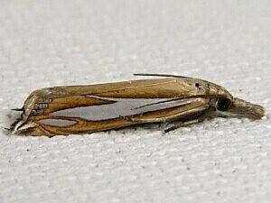 Crambus satrapellus