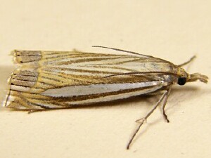 Crambus laqueatellus